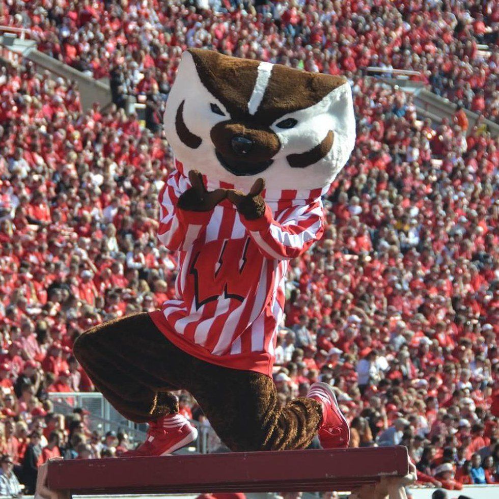 What It Means To Be A Badger