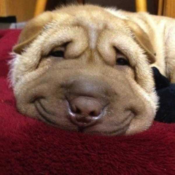 10 Motivational Dog Posters