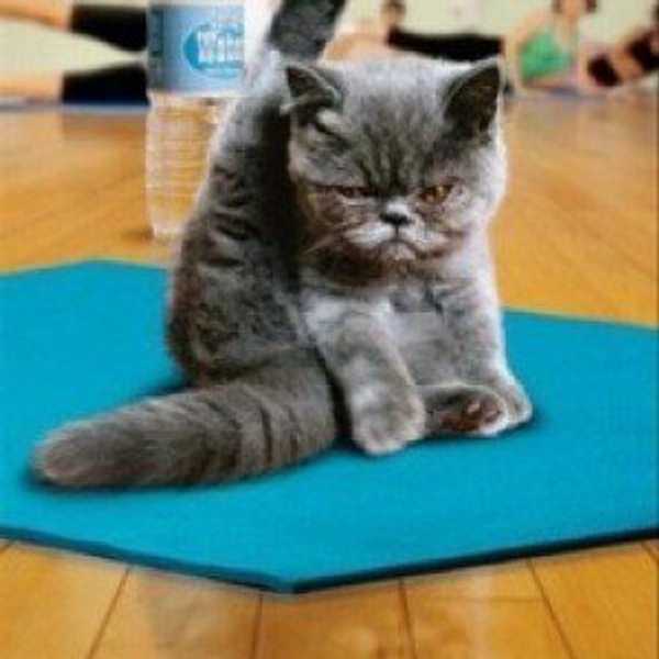 Not Another Yoga Class