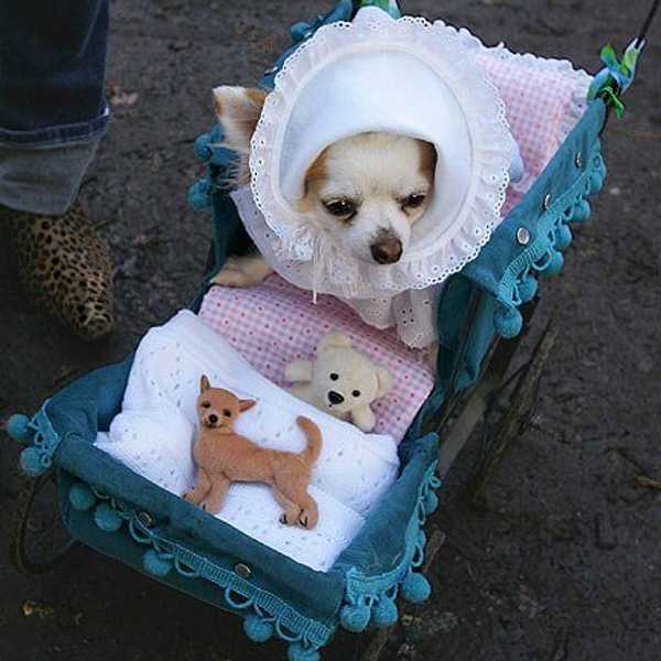 Why Puppies Are Better Than Babies