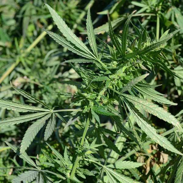 It's Time To Rethink Weed