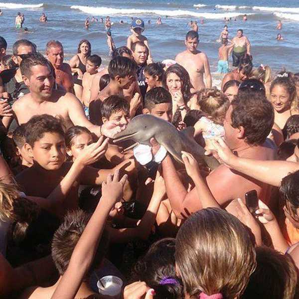 A Baby Dolphin Dies, Raising Important Questions About Society