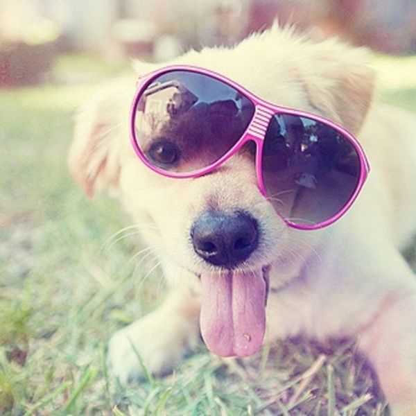 14 Reasons To Get A Dog As A College Senior