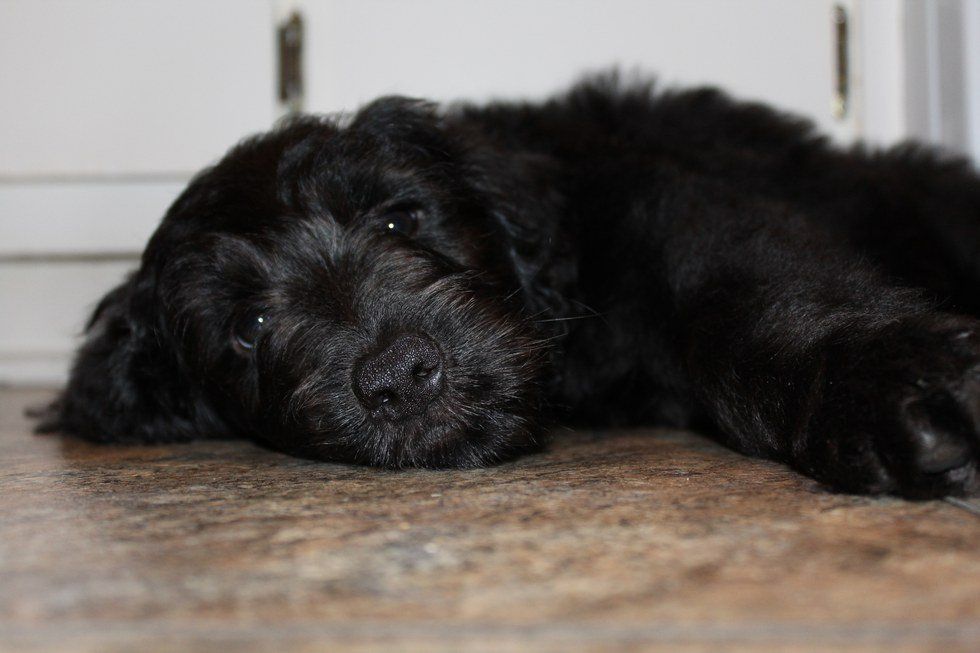 20 Reasons Why Dogs Are Better Than People