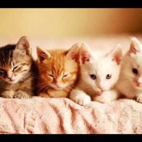 Why Cats Are Awesome