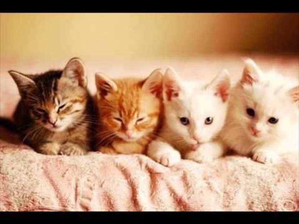 Why Cats Are Awesome