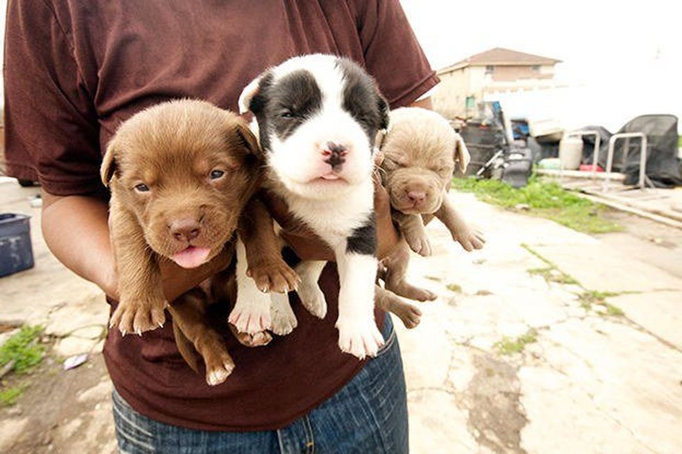 The 4 Stages Of Watching 'Pitbulls And Parolees'