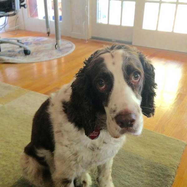 A Letter To My Dog