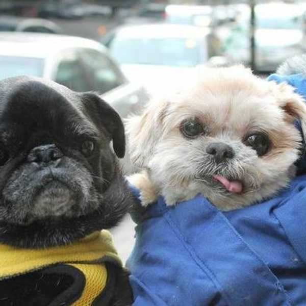 10 Adorable Dog Instagrams You Must Follow