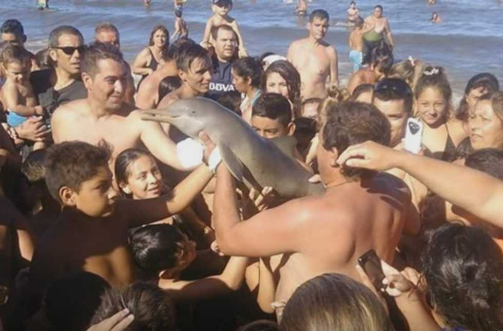 How Abusing Social Media Cost One Dolphin Its Life