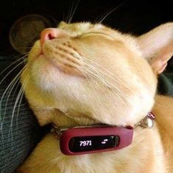 Alternative Ways To Get Your 10,000 Steps