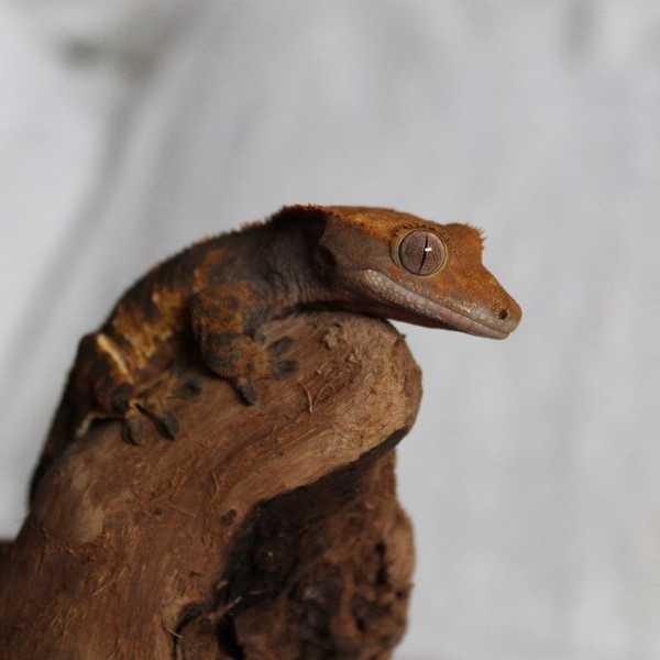 Animals You Might Not Think Make Good Pets