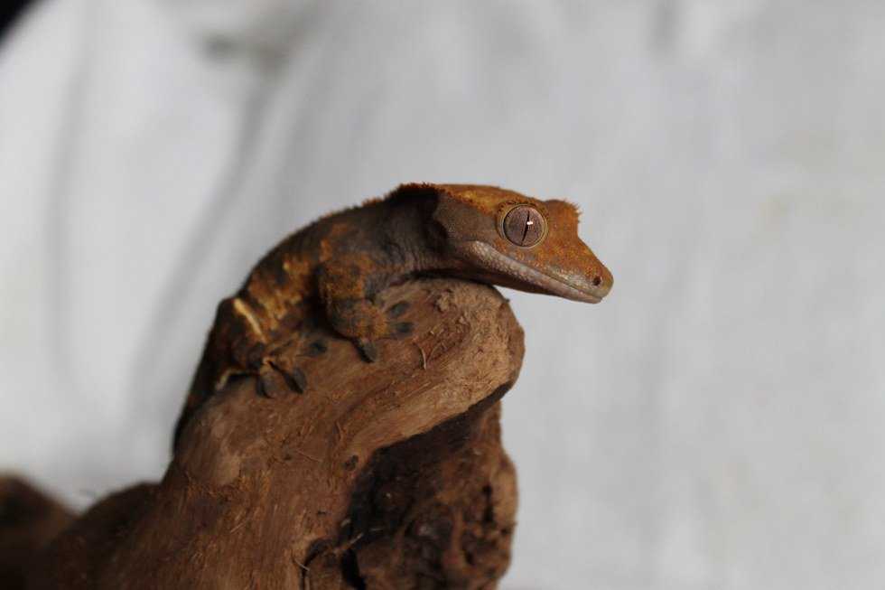 Animals You Might Not Think Make Good Pets