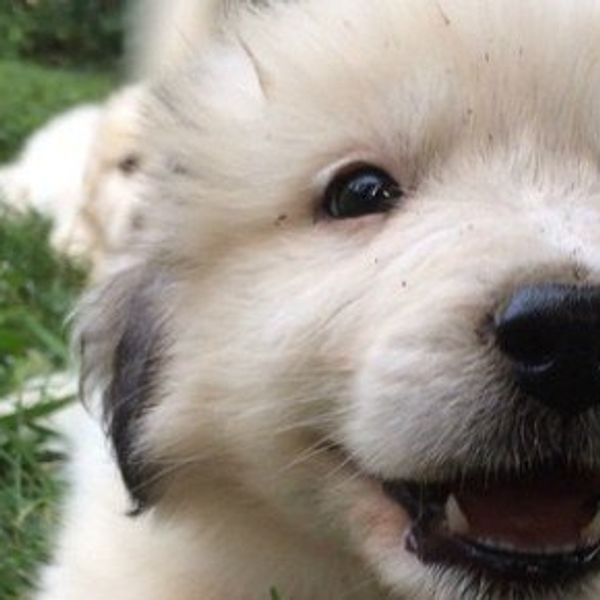 8 Reasons Why I'd Rather Be A Dog