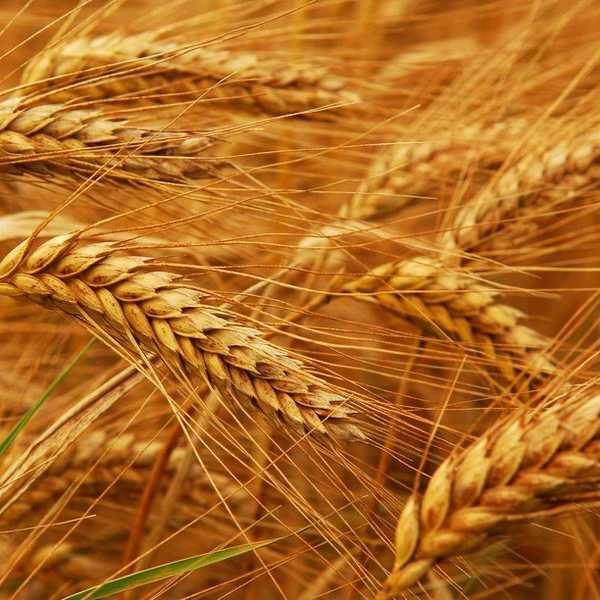 The Gluten-Free Market Boom