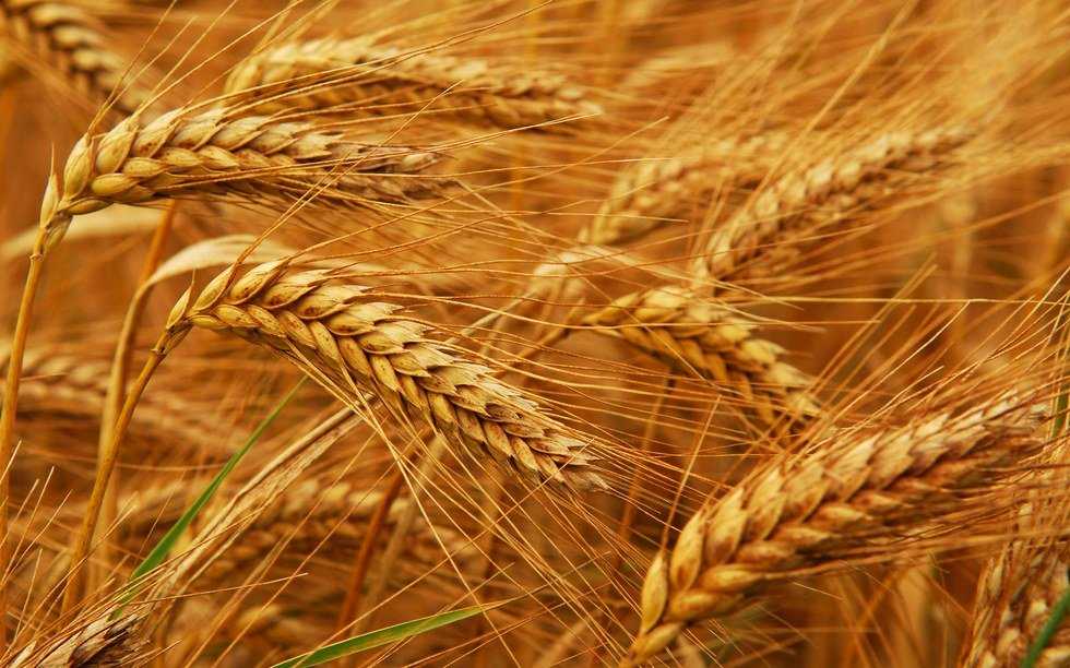 The Gluten-Free Market Boom