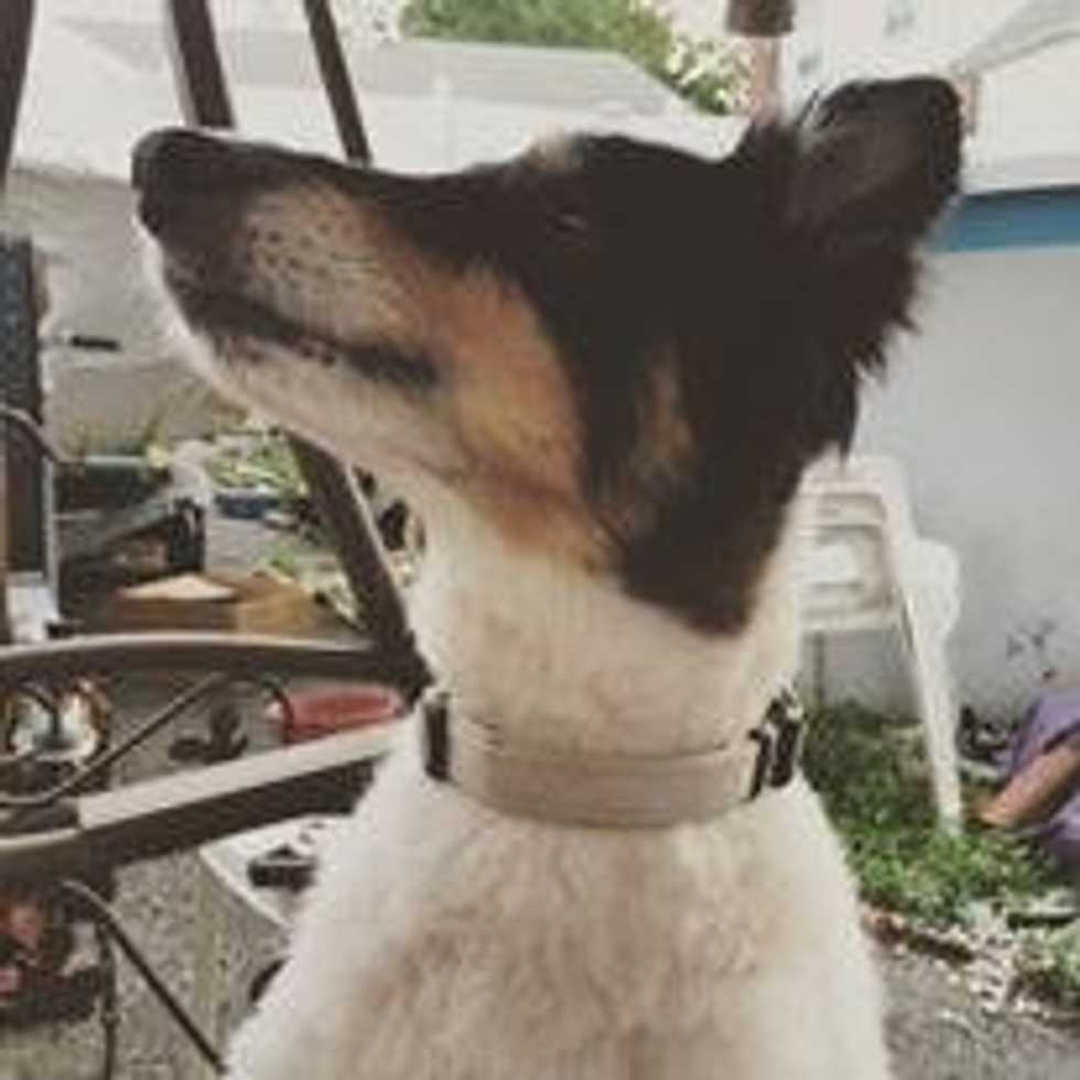 An Open Letter To My Pup