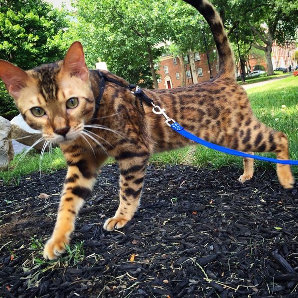 10 Reasons You Should Get a Bengal Cat