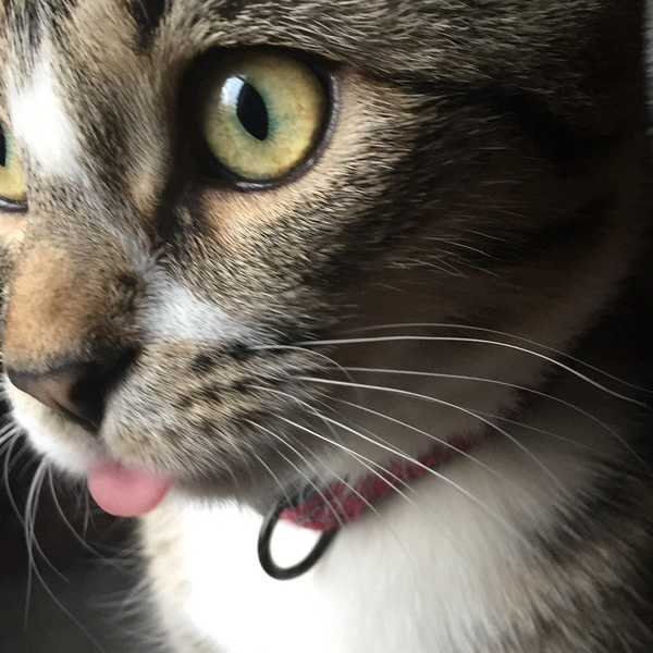 10 Unexpected Realities of Raising a Cat