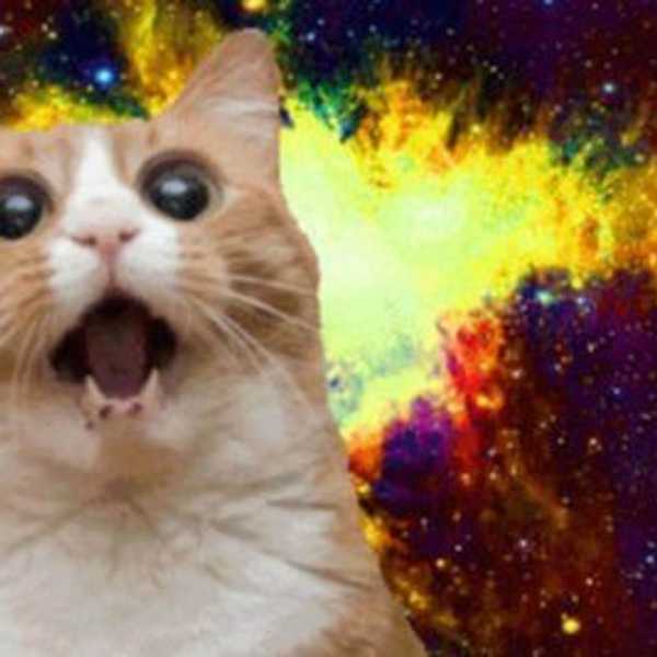 Why I Would Rather Be A Cat Than A Human