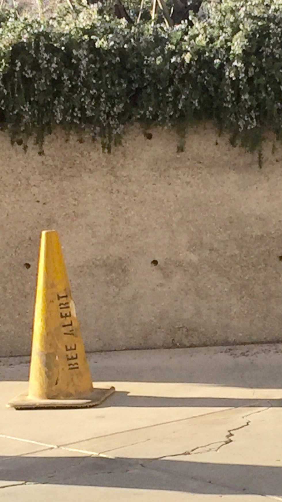 Bee Alert: What We Can Do To Help The Bee Population