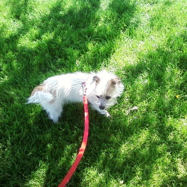 5 Stages Of Leaving Your Dog To Go To School