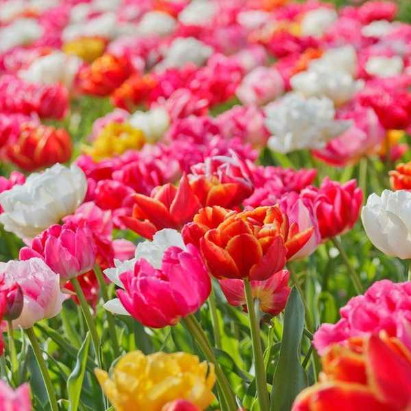 7 Things To Look Forward To This Spring