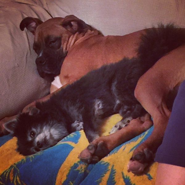 11 Reasons Dogs Are Better Than Humans