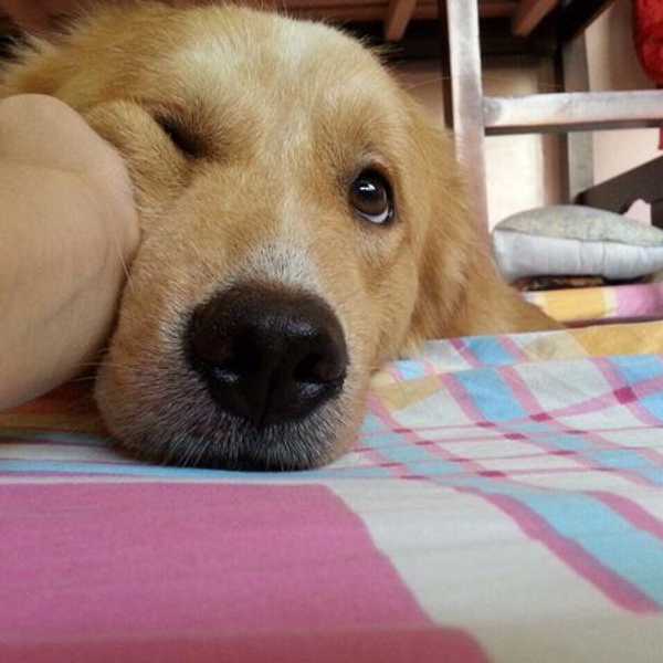 11 Reasons Why Dogs Are Better Than People