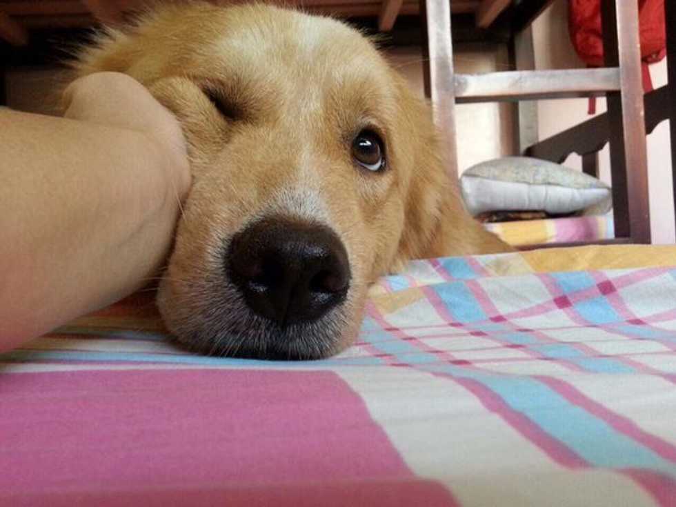 11 Reasons Why Dogs Are Better Than People