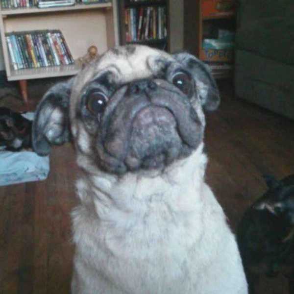10 Reasons Why Pugs Are The Best Dog Breed