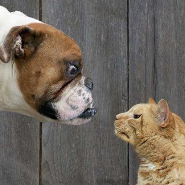 Revisiting An Age Old Debate: Which One Is Better, Cats or Dogs?
