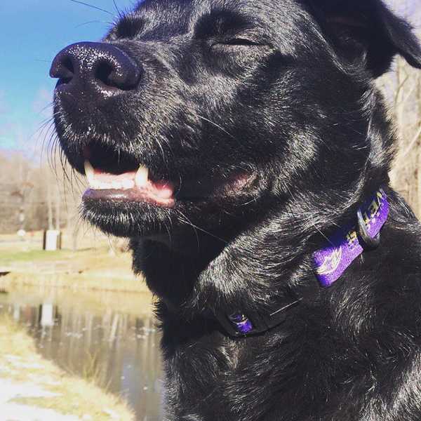 Five Reasons Dogs Really Are Man's Best Friend