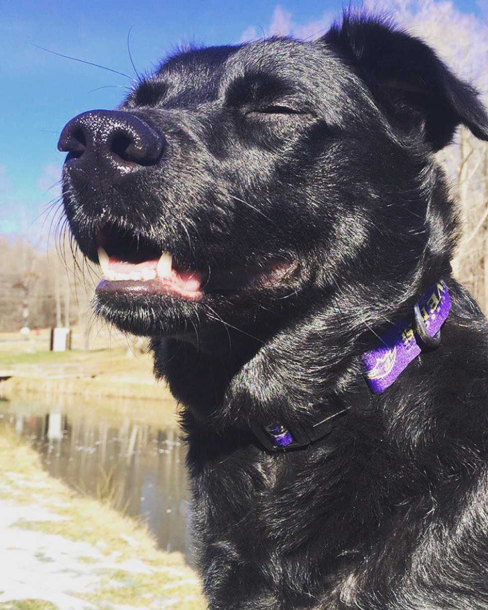 Five Reasons Dogs Really Are Man's Best Friend