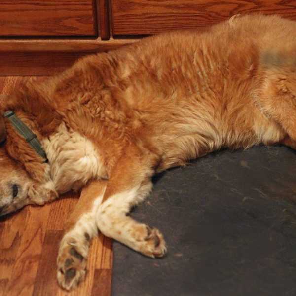 For the Love of Old Dogs