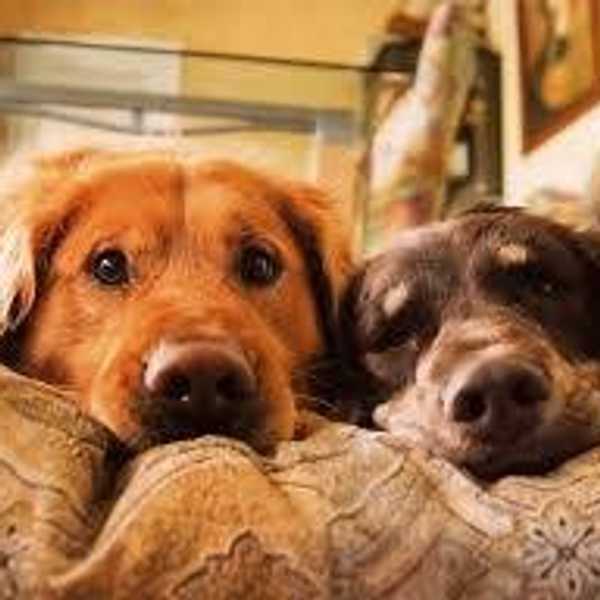 11 Reasons Why Dogs Are Better Than Most People