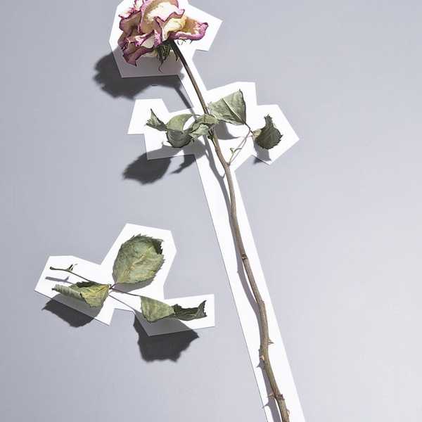 No Rain, No Flowers
