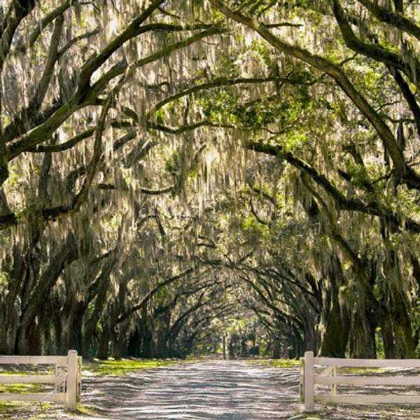 14 Things Everyone From The Low Country Can Relate To