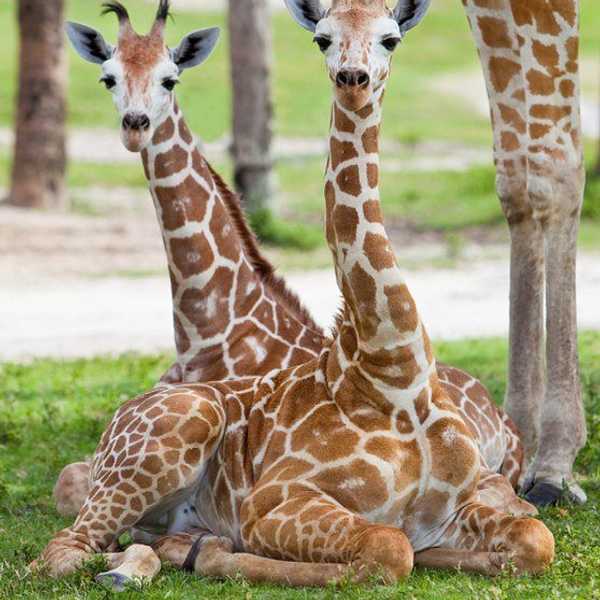 12 Things To Do On Valentine's Day As Told By Adorable Baby Animals