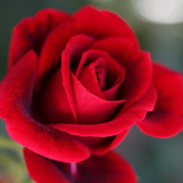 You May Now Accept My Rose*