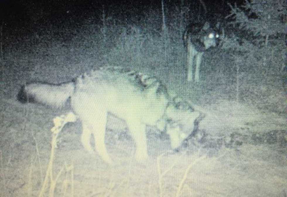 Michigan Debates Their 'Big Bad Wolf'