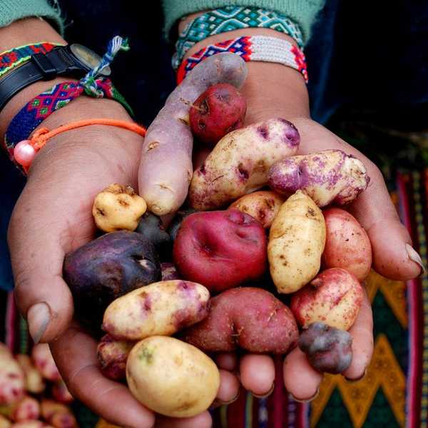 Why Potatoes Are Amazing