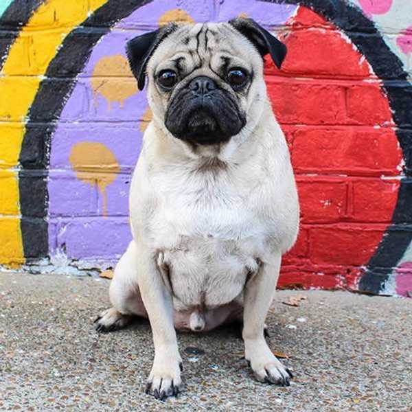20 Reasons Why Pugs Are The Best Creatures On Earth