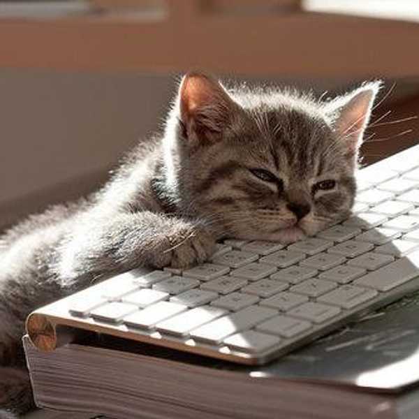 The Housing Search, As Told By Kittens