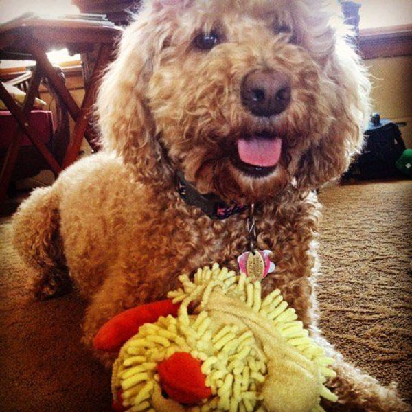 6 Expressions You Have While Seeing A Dog On Campus