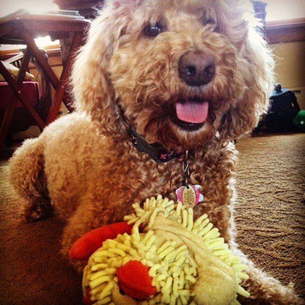 6 Expressions You Have While Seeing A Dog On Campus