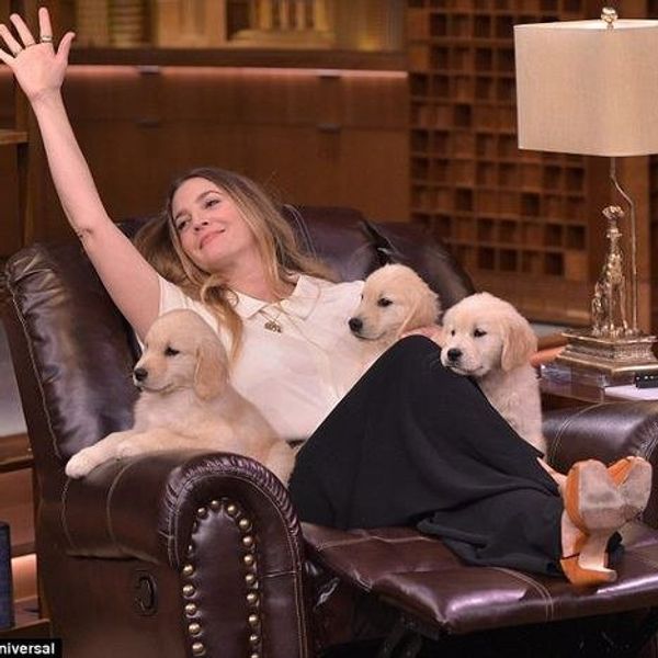 Confessions Of A "Dog-Aholic"