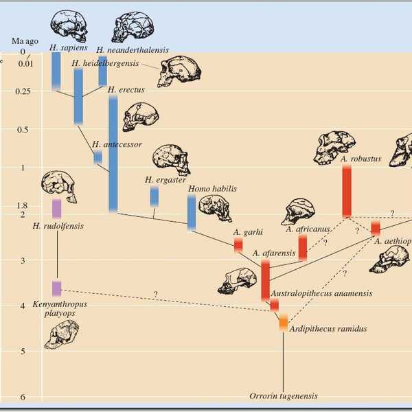 Humans: A Dead End On The Phylogenetic Tree?