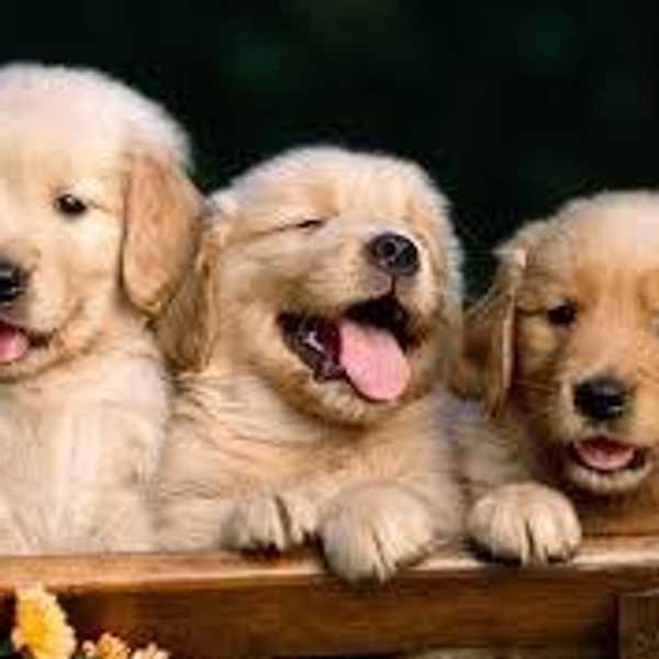 7 Perks Of Having A Dog