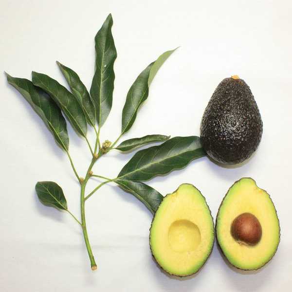 The 10 Best Ways to Enjoy Avocados